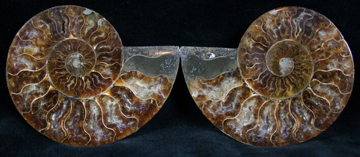 Cut and Polished Ammonite Pair #7326